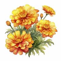 AI generated Watercolor autumn marigold flowers with raindrops on white background. AI Generated photo