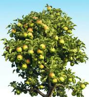 AI generated A apple tree withe apple against a blue sky photo