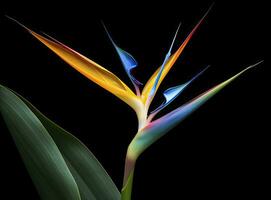 AI generated Bird of paradise flower isolated on black background. AI Generated photo