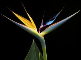 AI generated Bird of paradise flower isolated on black background. AI Generated photo