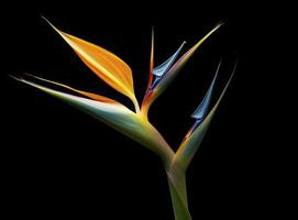 AI generated Bird of paradise flower isolated on black background. AI Generated photo