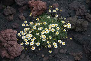 Etna national park panoramic view of volcanic landscape with crater, Catania, Sicily photo