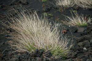 Etna national park panoramic view of volcanic landscape with crater, Catania, Sicily photo