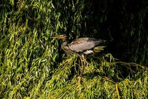 a heron is standing on top of a tree photo