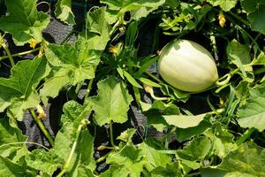 a melon growing in the garden photo