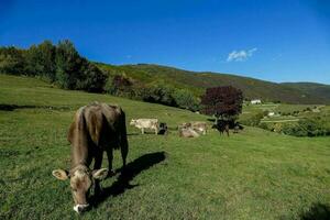 cows grazing on the grass in a field photo