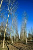 a row of bare trees in a field photo