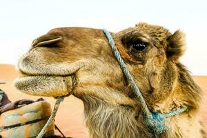 a camel in the sahara desert photo