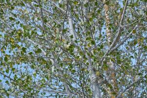 otoño álamo árbol rama con lleno marco ver de de la naturaleza belleza foto