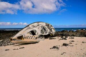 a boat on the beach photo