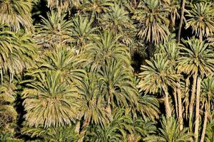 un grupo de palma arboles en el medio de un bosque foto