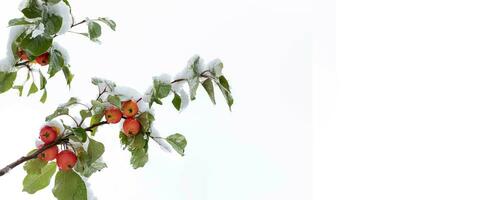 Branch of wild apples with small red apples and green leaves covered with snow. Banner. Copy space. photo