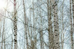 White bare winter or spring birch trees trunks close up. Birch trees forest. Horizontal format. photo