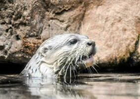 a sea otter is swimming in the water photo