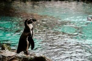 un pingüino en pie en un rock en un zoo foto