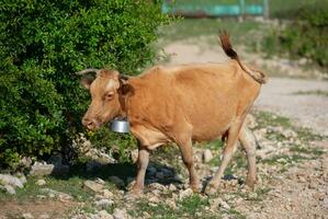 un maravilloso color capuchino Doméstico vaca con un campana alrededor su cuello cepillos apagado moscas con su cola y camina cerca el verde arbustos foto