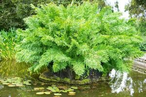 A beautiful fern surrounded by pond water in a botanical garden. photo