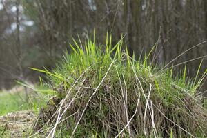 antecedentes de un pequeño montículo cubierto con verde césped. foto