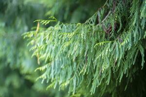 Green hanging branches of the Kashmir cypress. photo