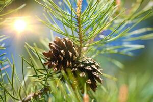 Spring fir cones close-up on a green background. photo