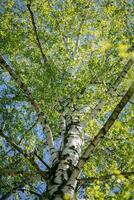 Background of a vertical white birch in spring with young leaves, photographed from below. photo