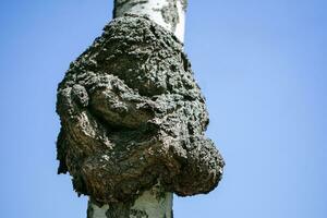 Birch chaga mushroom close-up. photo