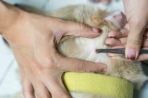 Woman hand using tweezers to picking a tick sucking blood on dog skin photo