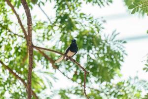 Common Magpie perched on tree branch in tropical garden photo