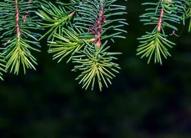 azul abeto ramas con agujas en un oscuro antecedentes. azul abeto con el latín nombre picea pungens. foto