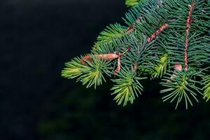 azul abeto ramas con agujas en un oscuro antecedentes. azul abeto con el latín nombre picea pungens. foto