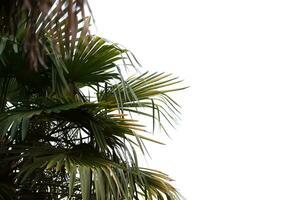 Palm tree branches on a white background with copy space. photo