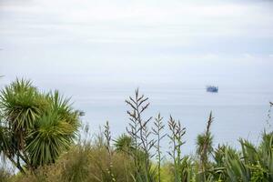 verde plantas de el batumi botánico jardín en contra el fondo de el negro mar. foto