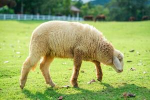 Young sheep eating grass on hill in pasture photo