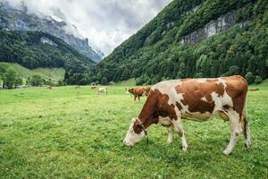 manada de vaca pasto en pasto y suizo Alpes en ver a Appenzell, Suiza foto