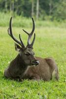 hermosa sambar ciervo cuerno en khaoyai nacional parque Tailandia foto