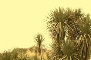 Tropical palm leaves in beige dusty toning. Exotic floral background. photo