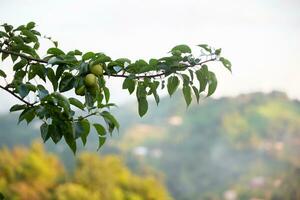 A branch with pears on a blurred green background. photo