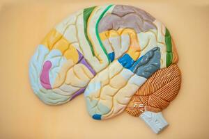 Model of the human brain for teaching in the medical class. The structure of the brain. photo