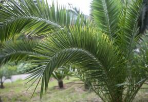 Tropical palm leaves.Exotic floral background. photo