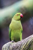 Portrait shot of a Rose Ringed Parakeet from tree at Chittagong in Bangladesh. photo