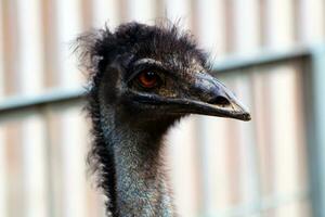 Side view of ostrich with long neck and beak looking away against blurred background. photo