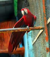 hermosa escarlata guacamayo en el perca en el pajarera foto