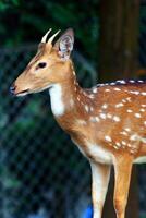 joven sika ciervo en un zoo, de cerca de foto. foto