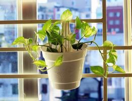 Houseplant in a pot on the windowsill. Home decoration. photo