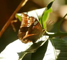 A Heliconius butterfly drinking nectar and pollinating red flowers. photo