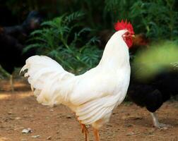 Hens on a traditional free range poultry organic farm. photo