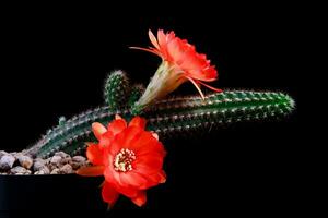 close up echinopsis cactus with orange flower blooming against dark background photo