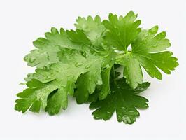 AI generated parsley fresh leaves photo