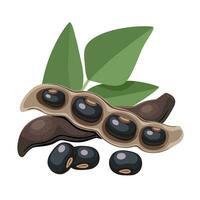 Vector illustration, black velvet bean, scientific name Mucuna pruriens, isolated on white background.