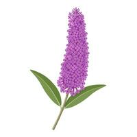 Vector illustration, Buddleja davidii, also called summer lilac, isolated on white background.